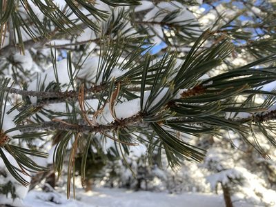 Pinus flexilis, photographed by Caleb Catto