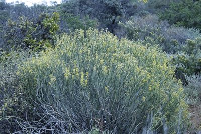 Euphorbia mauritanica, photographed by Tony Rebelo