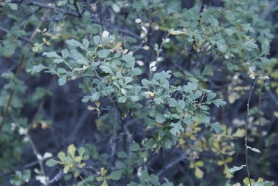 Searsia incisa, photographed by Tony Rebelo