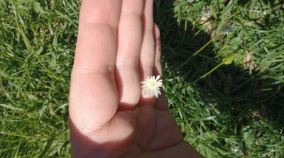 Hypochaeris albiflora, photographed by Matias Cabezas