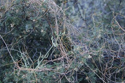 Searsia incisa, photographed by Tony Rebelo