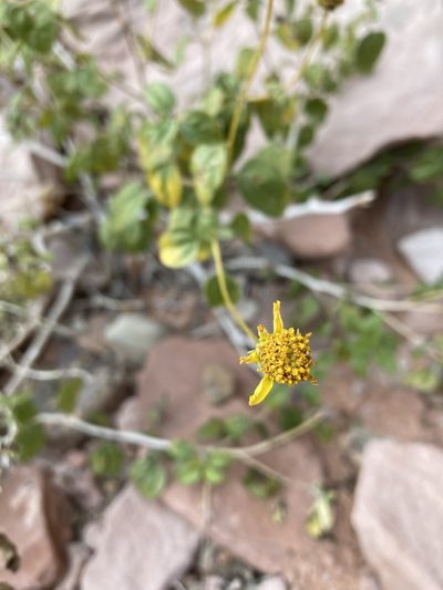 Encelia resinifera, photographed by Caleb Catto