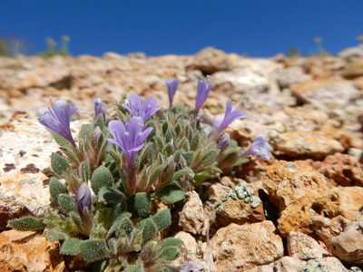 Collomia debilis, photographed by Matt Lavin