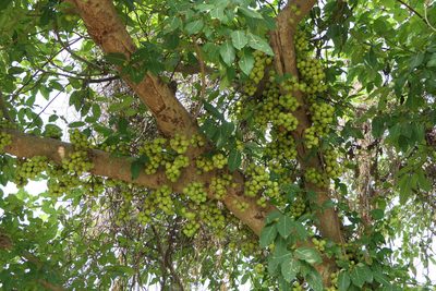 Ficus racemosa, photographed by Dinesh Valke