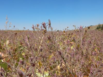 Cordylanthus capitatus, photographed by Matt Lavin