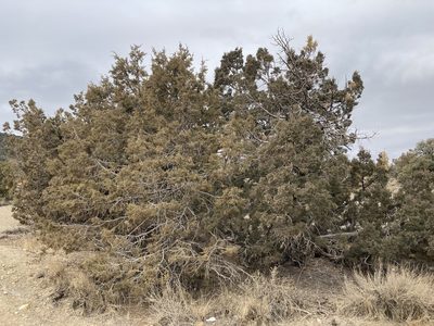 Juniperus osteosperma, photographed by Caleb Catto