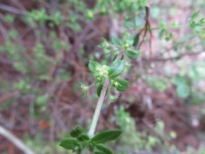 Galium hypocarpium, photographed by Bruno Avilez