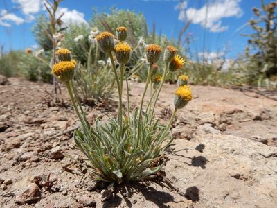 Erigeron bloomeri, photographed by Matt Lavin