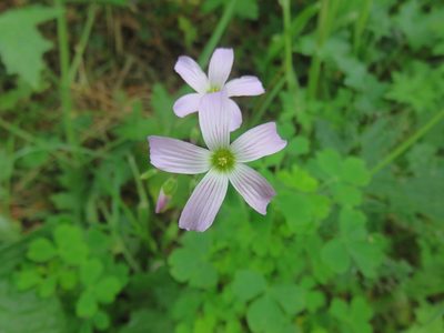 Oxalis rosea, photographed by Bruno Avilez
