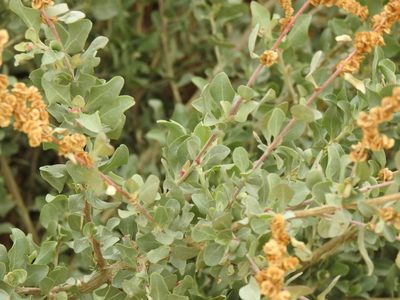 Atriplex halimus, photographed by Duarte Frade