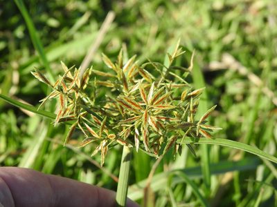 Cyperus intactus, photographed by Matthew Fainman