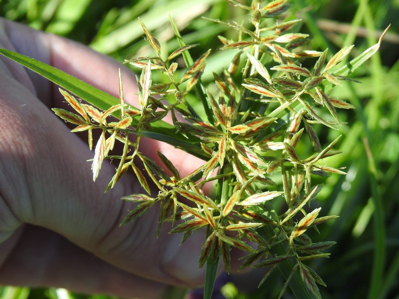 Cyperus intactus, photographed by Matthew Fainman