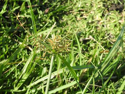 Cyperus intactus, photographed by Matthew Fainman