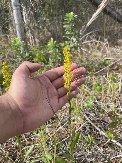 Solidago virgata, photographed by Brandon Corder