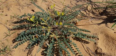 Astragalus longipetalus, photographed by Фалкова Анна