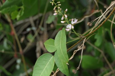 Derris trifoliata