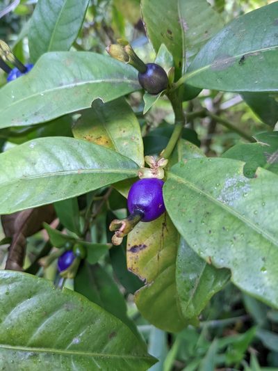 Psychotria laciniata, photographed by caseyhh