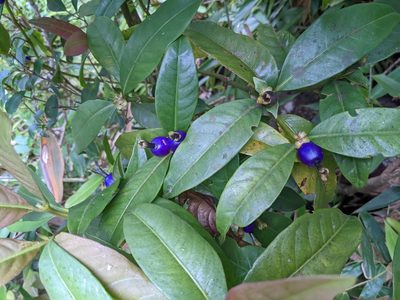 Psychotria laciniata, photographed by caseyhh