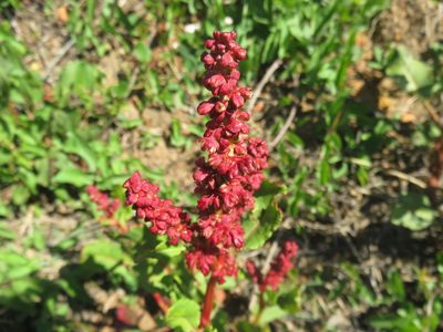 Rumex maricola, photographed by Bruno Avilez
