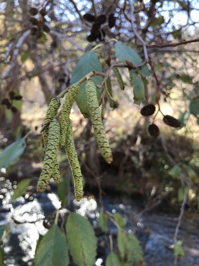 Alnus oblongifolia, photographed by brettaugust