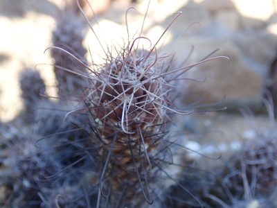 Cochemiea poselgeri, photographed by Scott Yarger