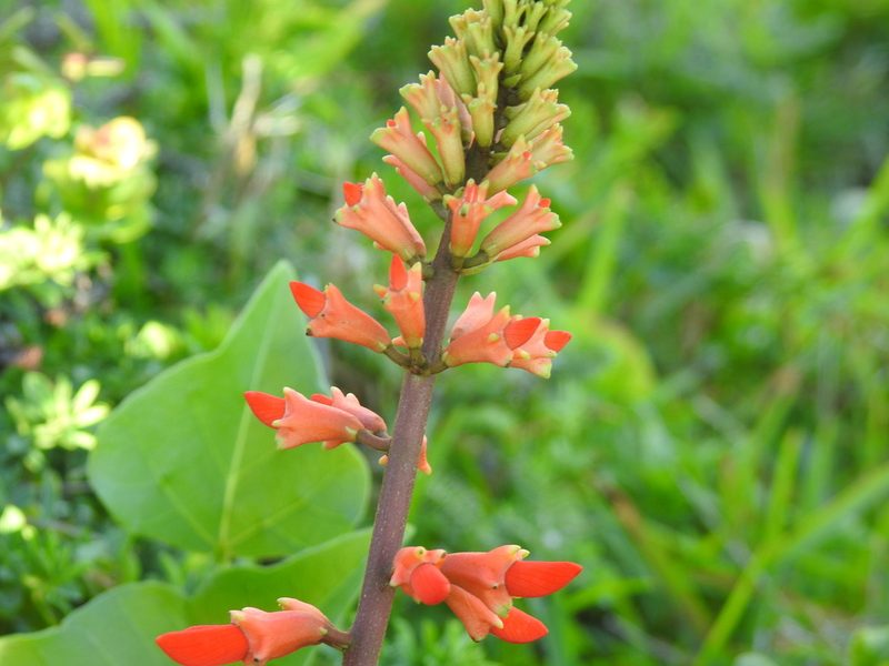 Erythrina humeana, photographed by Matthew Fainman