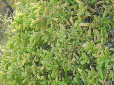 Delosperma stenandrum, photographed by Matthew Fainman