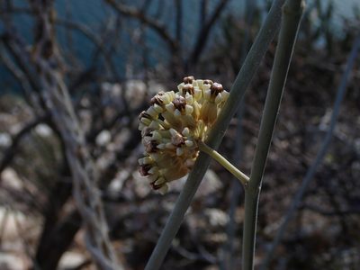 Asclepias albicans