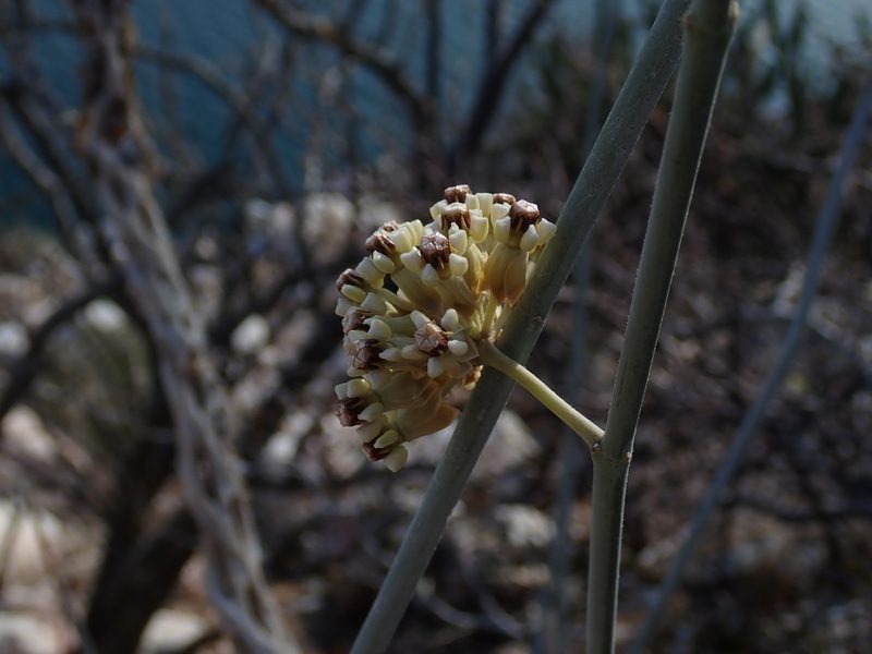 Asclepias albicans, photographed by Scott Yarger