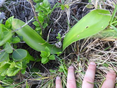 Haemanthus albiflos, photographed by Matthew Fainman