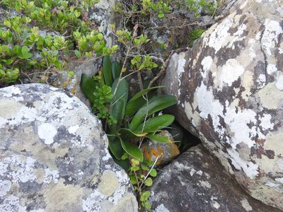 Haemanthus albiflos, photographed by Matthew Fainman