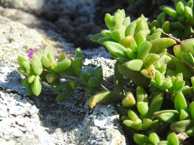 Delosperma stenandrum, photographed by Matthew Fainman