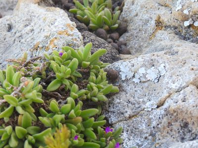 Delosperma stenandrum, photographed by Matthew Fainman