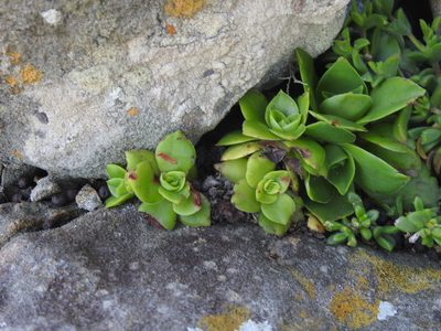 Crassula orbicularis, photographed by Matthew Fainman