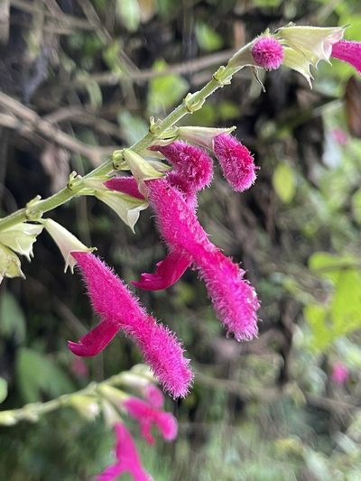 Salvia tortuosa, photographed by Diego F. Cisneros-Heredia