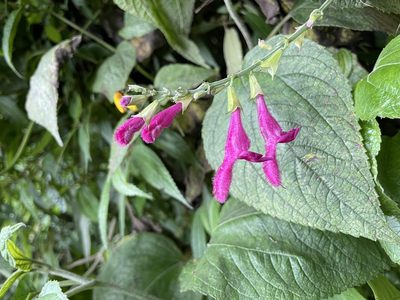 Salvia tortuosa, photographed by Diego F. Cisneros-Heredia