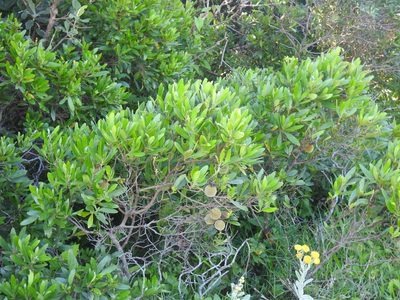 Diospyros dichrophylla, photographed by Matthew Fainman
