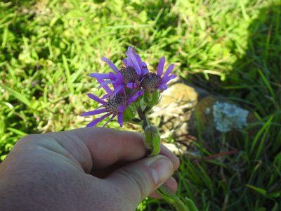 Senecio macrocephalus, photographed by Matthew Fainman