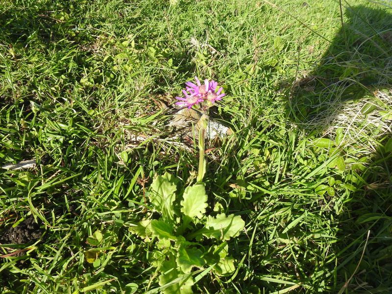 Senecio macrocephalus, photographed by Matthew Fainman