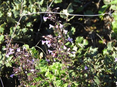 Clinopodium nepeta, photographed by Duarte Frade