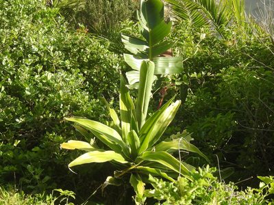 Dracaena aletriformis, photographed by Matthew Fainman