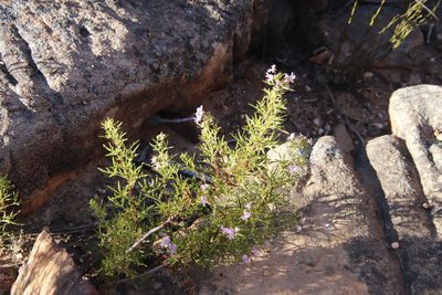 Pelargonium scabrum, photographed by Tony Rebelo