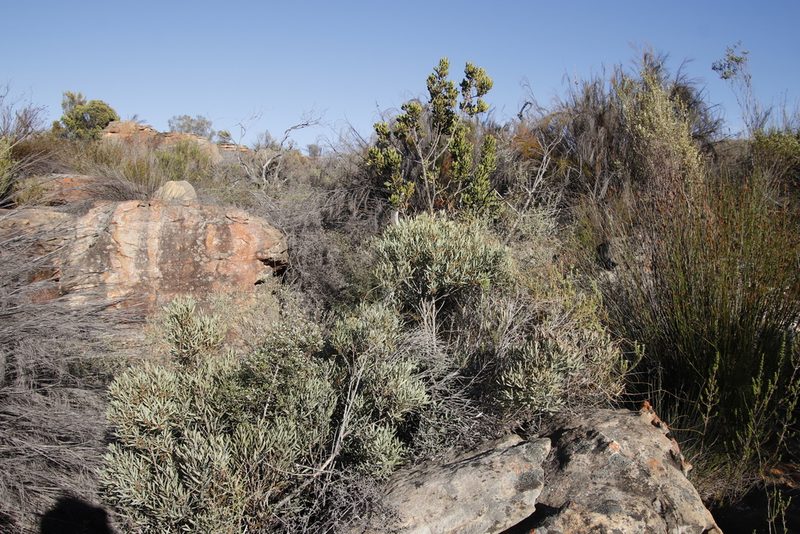 Euclea acutifolia, photographed by Tony Rebelo