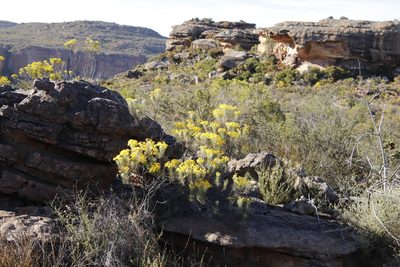 Euryops tenuissimus, photographed by Tony Rebelo