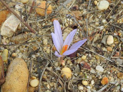 Crocus autumnalis, photographed by Duarte Frade