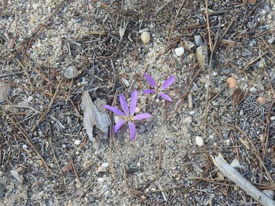 Colchicum filifolium, photographed by Duarte Frade