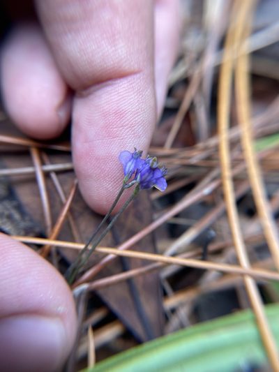 Burmannia biflora, photographed by Brandon Corder
