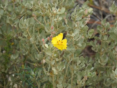 Cistus halimifolius, photographed by Duarte Frade