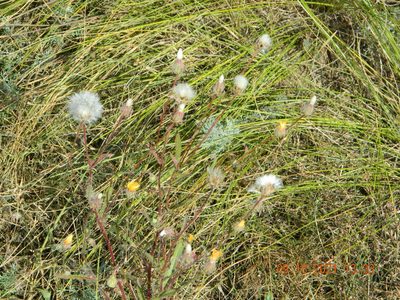 Crepis foetida, photographed by Galyna Mykytynets