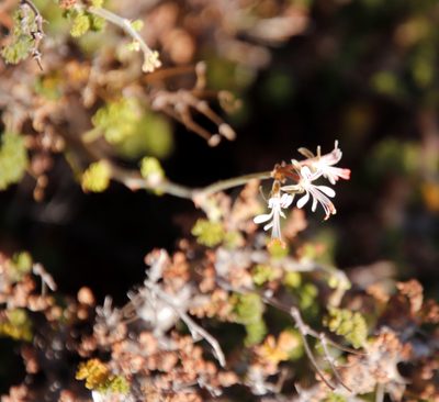 Pelargonium alternans, photographed by Tony Rebelo